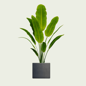 Banana Tree 01