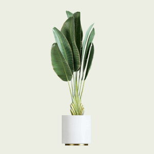 Banana Tree 03