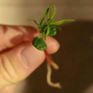Lupine microgreens