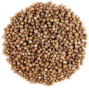 Koriander Microgreens Samen