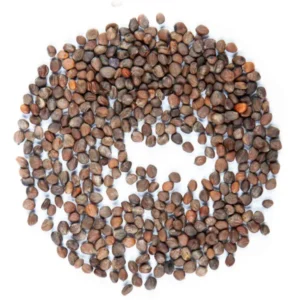 Red Radieschen Microgreens Samen