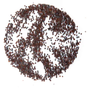 Mizuna grün microgreens samen