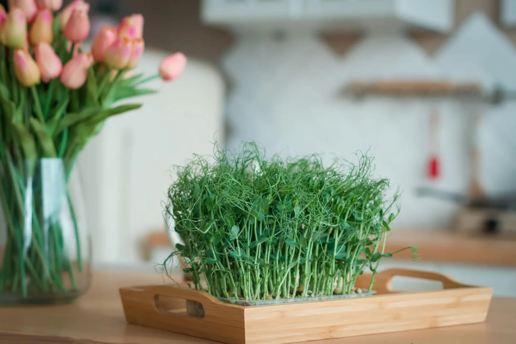Microgreens selber anbauen – der einfache Einstieg