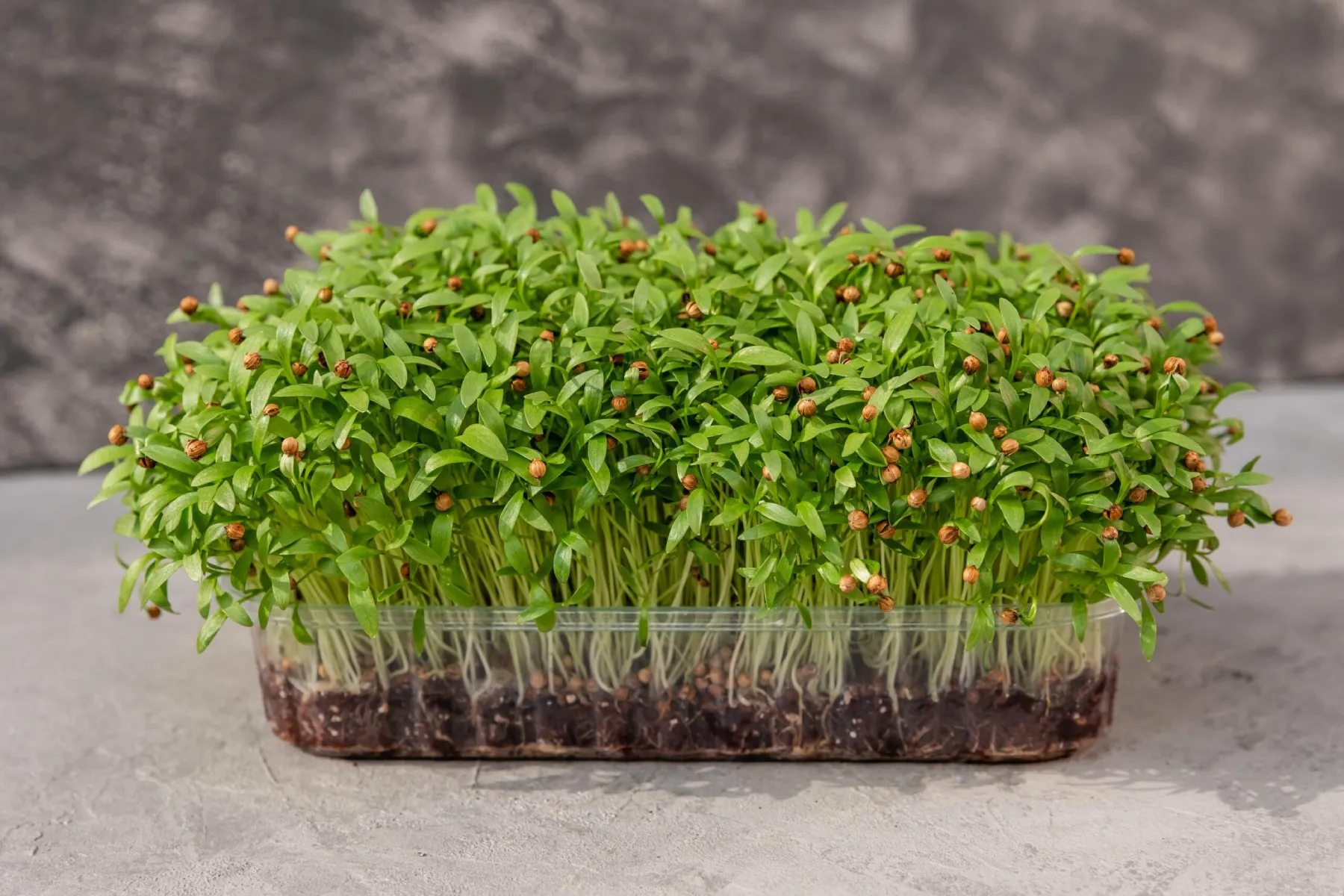 Koriander – das aromatische Superkraut und seine Kraft als Microgreens