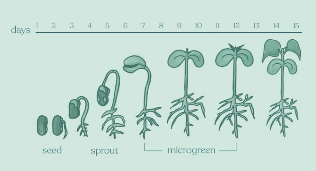 microgreens vs sprossen